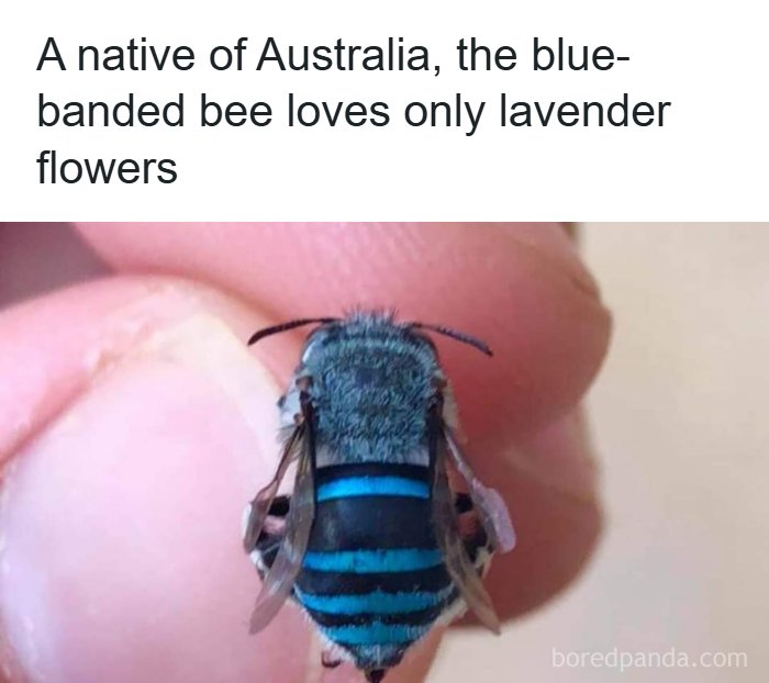 134 Funny And Adorable Animal Memes To Turn Your Day Around