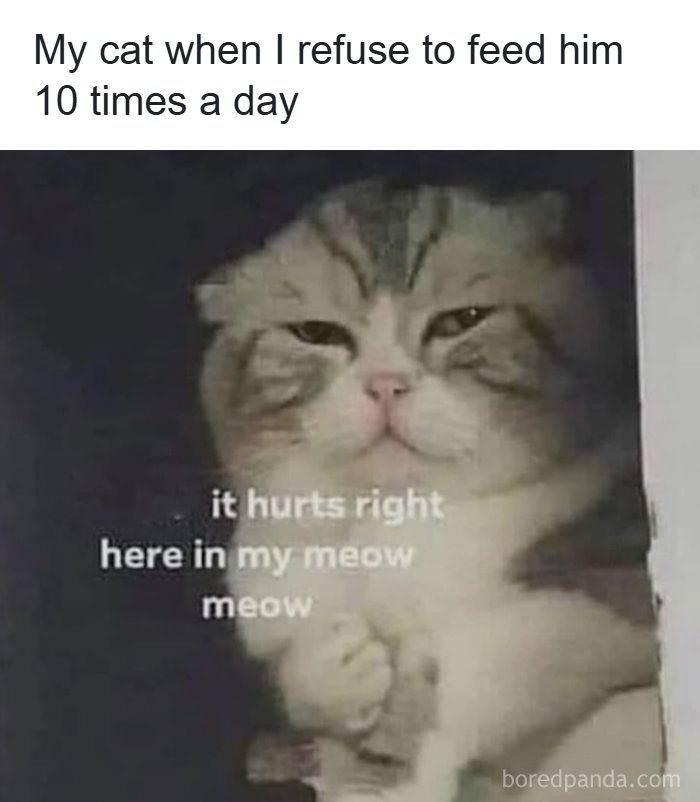 134 Funny And Adorable Animal Memes To Turn Your Day Around