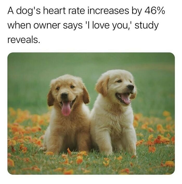 134 Funny And Adorable Animal Memes To Turn Your Day Around