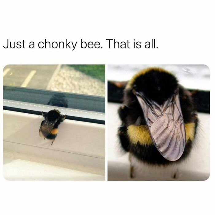134 Funny And Adorable Animal Memes To Turn Your Day Around