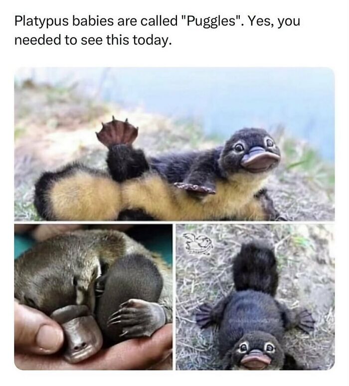 134 Funny And Adorable Animal Memes To Turn Your Day Around