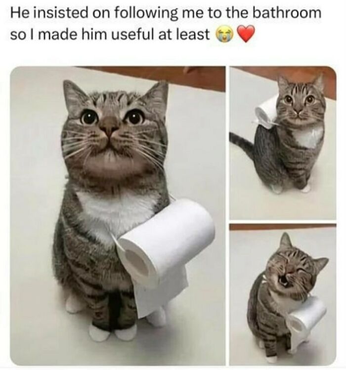 134 Funny And Adorable Animal Memes To Turn Your Day Around