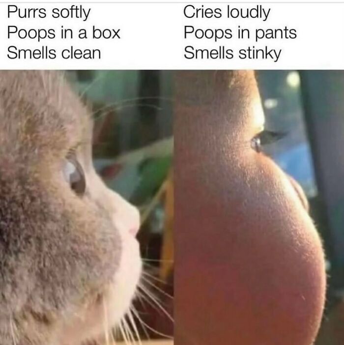134 Funny And Adorable Animal Memes To Turn Your Day Around