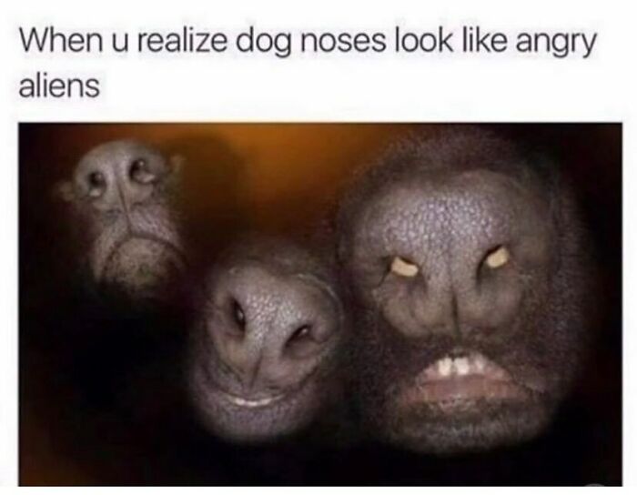134 Funny And Adorable Animal Memes To Turn Your Day Around