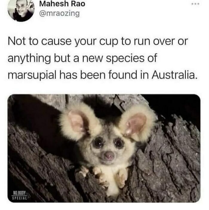 134 Funny And Adorable Animal Memes To Turn Your Day Around