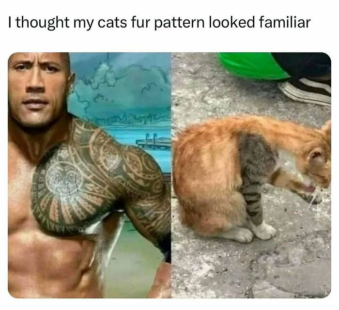 134 Funny And Adorable Animal Memes To Turn Your Day Around
