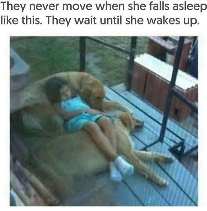 134 Funny And Adorable Animal Memes To Turn Your Day Around