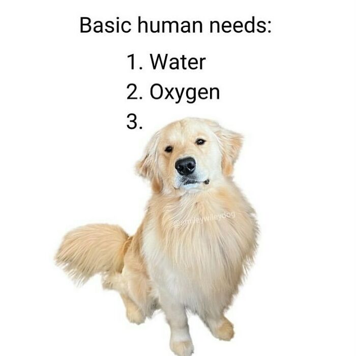 134 Funny And Adorable Animal Memes To Turn Your Day Around