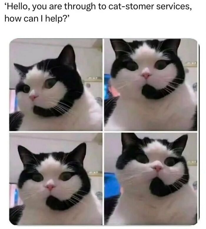 134 Funny And Adorable Animal Memes To Turn Your Day Around