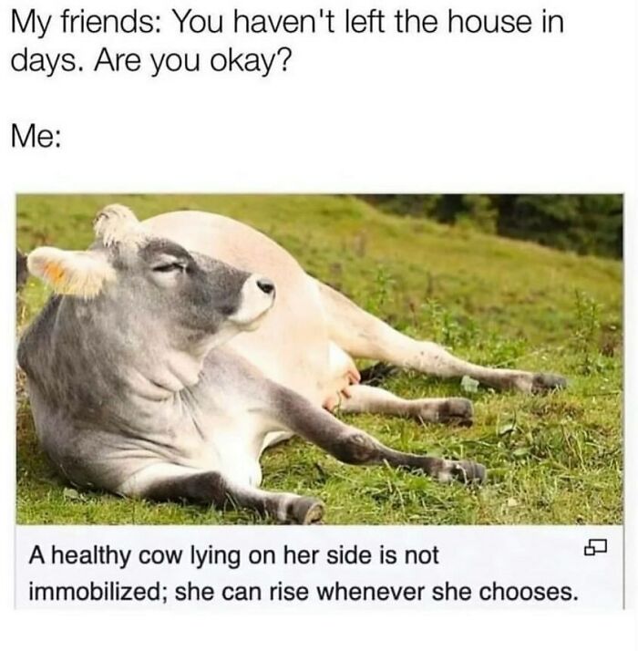 134 Funny And Adorable Animal Memes To Turn Your Day Around