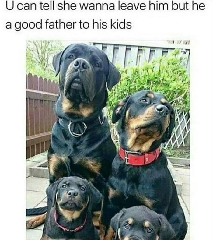 134 Funny And Adorable Animal Memes To Turn Your Day Around