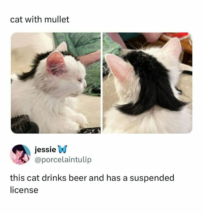 134 Funny And Adorable Animal Memes To Turn Your Day Around