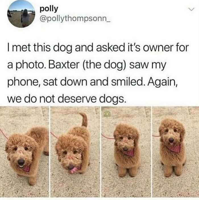 134 Funny And Adorable Animal Memes To Turn Your Day Around