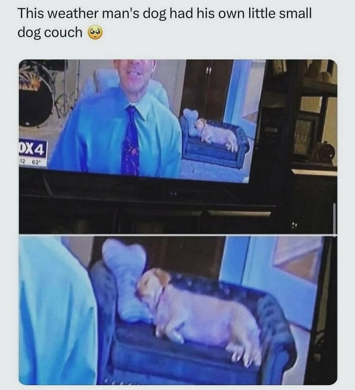 134 Funny And Adorable Animal Memes To Turn Your Day Around