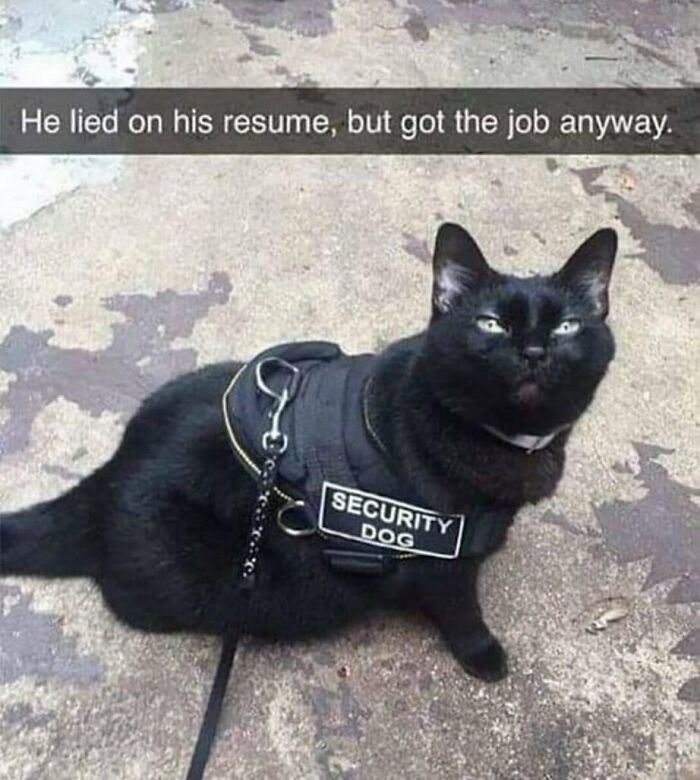 134 Funny And Adorable Animal Memes To Turn Your Day Around