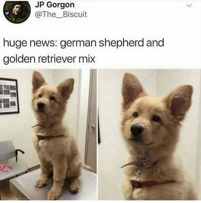 134 Funny And Adorable Animal Memes To Turn Your Day Around