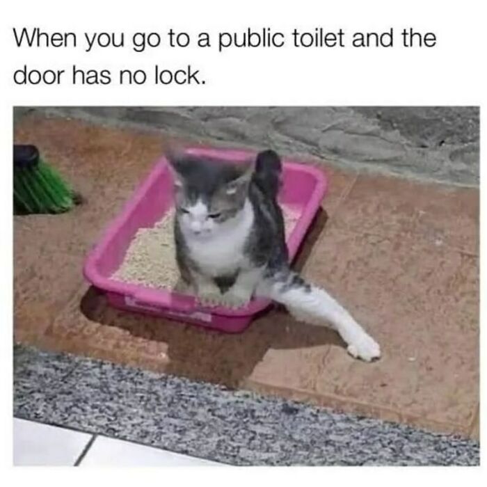 134 Funny And Adorable Animal Memes To Turn Your Day Around