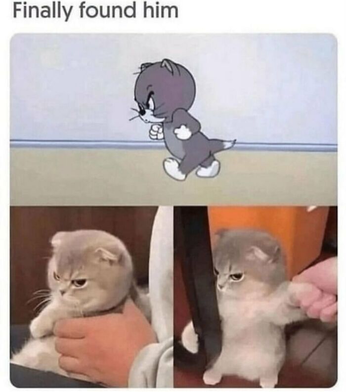 134 Funny And Adorable Animal Memes To Turn Your Day Around