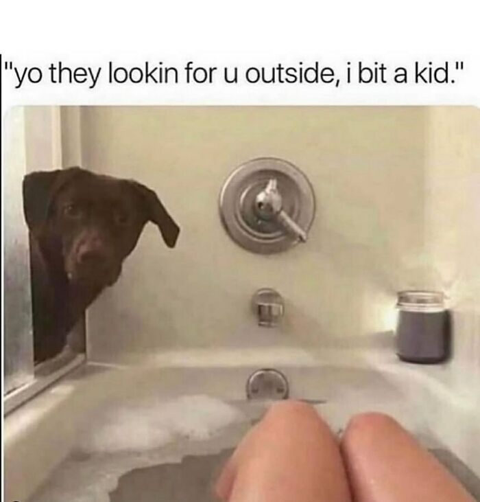 134 Funny And Adorable Animal Memes To Turn Your Day Around