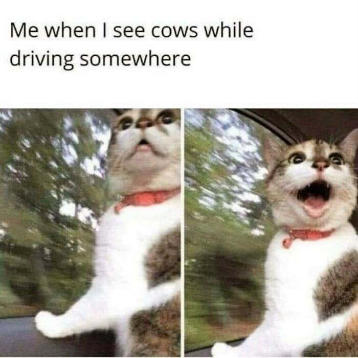 134 Funny And Adorable Animal Memes To Turn Your Day Around