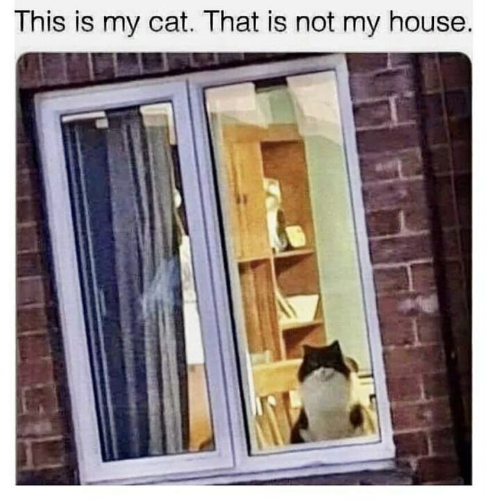 134 Funny And Adorable Animal Memes To Turn Your Day Around