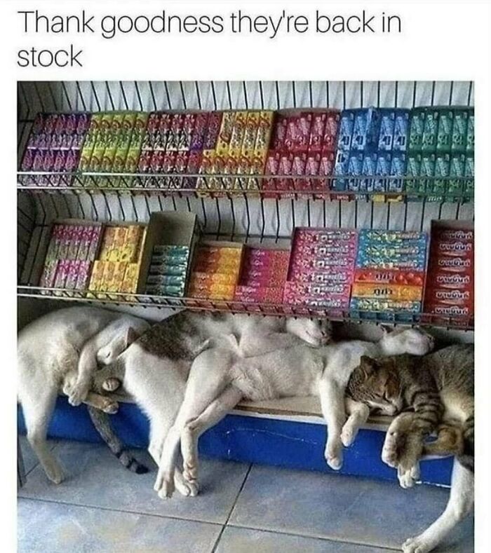 134 Funny And Adorable Animal Memes To Turn Your Day Around