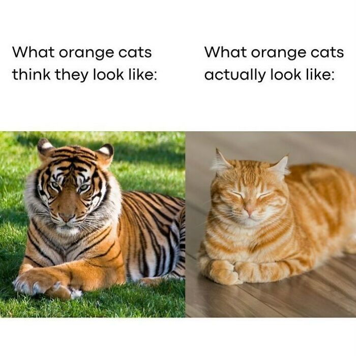 134 Funny And Adorable Animal Memes To Turn Your Day Around