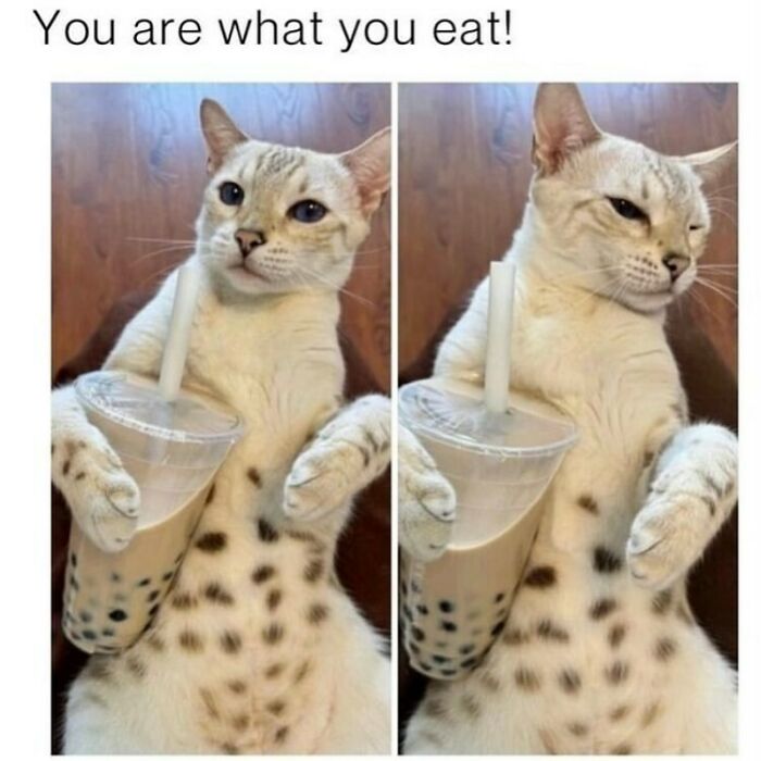 134 Funny And Adorable Animal Memes To Turn Your Day Around