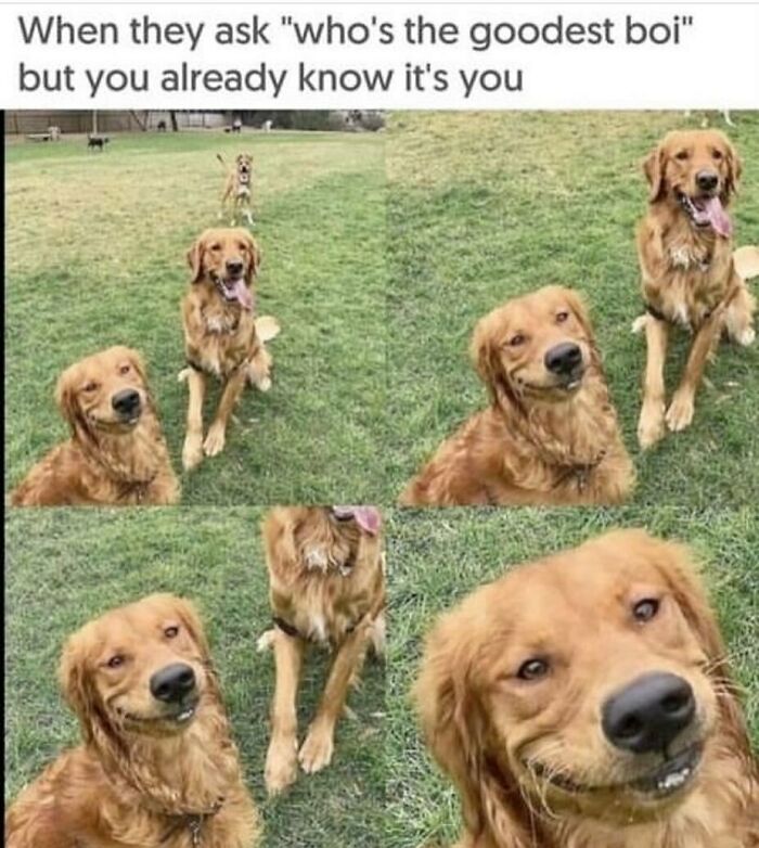 134 Funny And Adorable Animal Memes To Turn Your Day Around