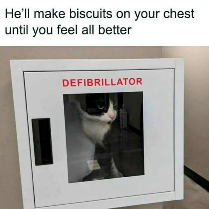 134 Funny And Adorable Animal Memes To Turn Your Day Around