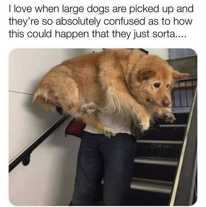 134 Funny And Adorable Animal Memes To Turn Your Day Around