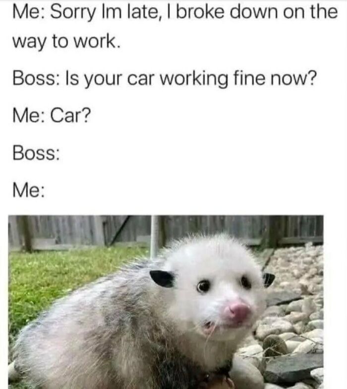 134 Funny And Adorable Animal Memes To Turn Your Day Around