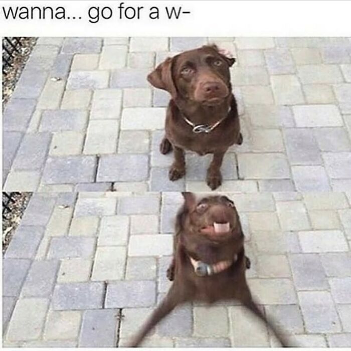 134 Funny And Adorable Animal Memes To Turn Your Day Around