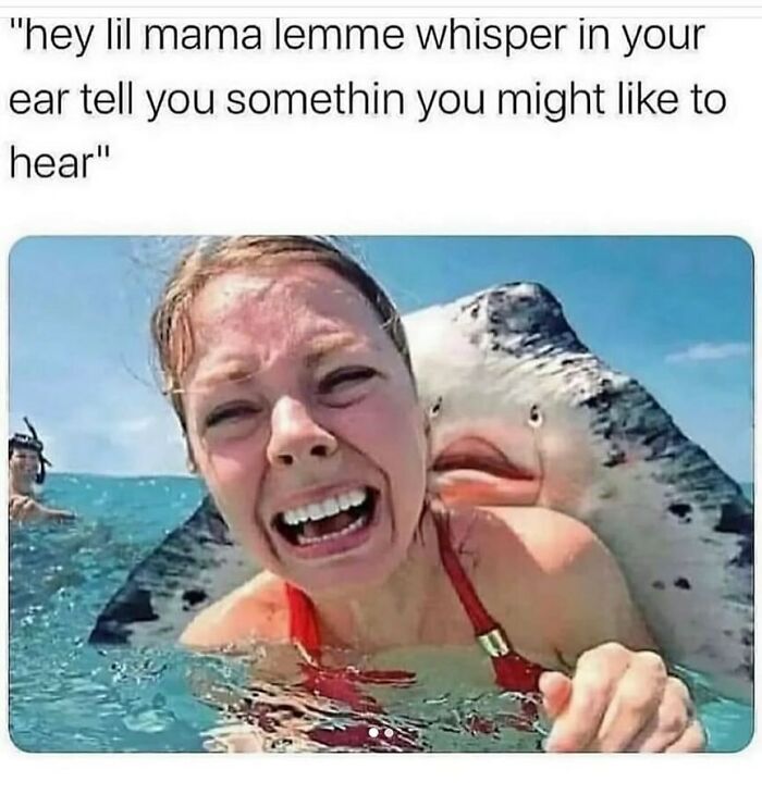 134 Funny And Adorable Animal Memes To Turn Your Day Around