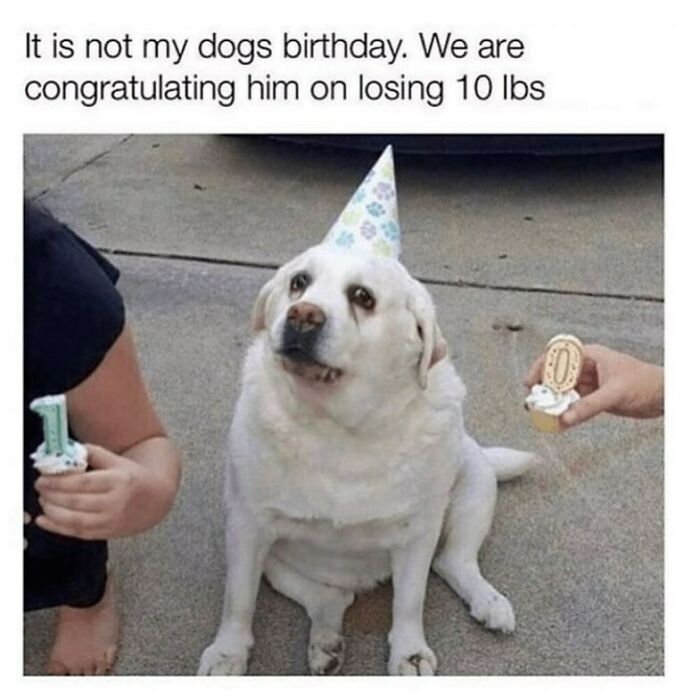 134 Funny And Adorable Animal Memes To Turn Your Day Around