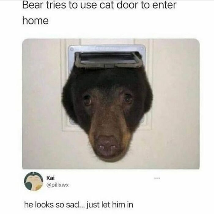 134 Funny And Adorable Animal Memes To Turn Your Day Around