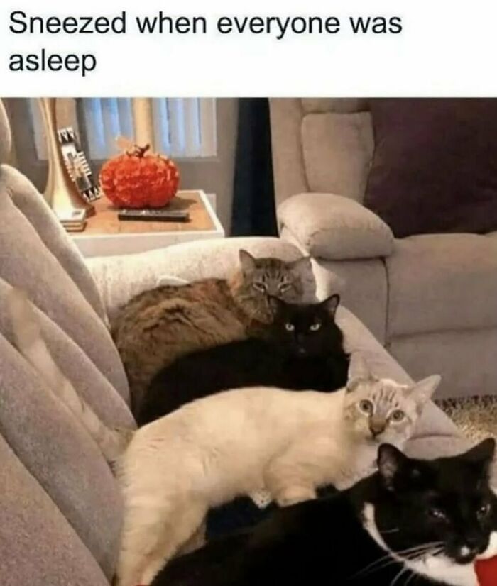134 Funny And Adorable Animal Memes To Turn Your Day Around
