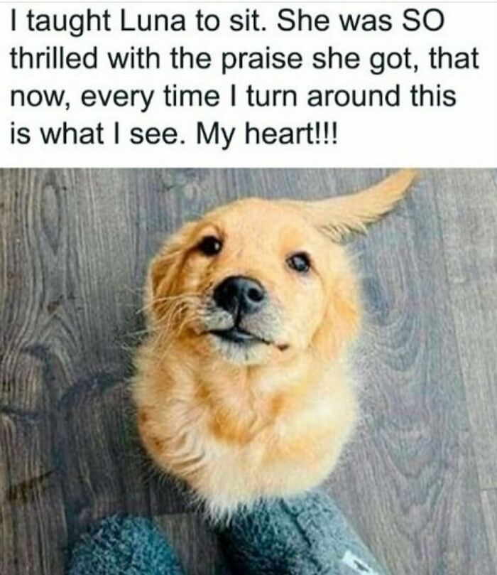 134 Funny And Adorable Animal Memes To Turn Your Day Around