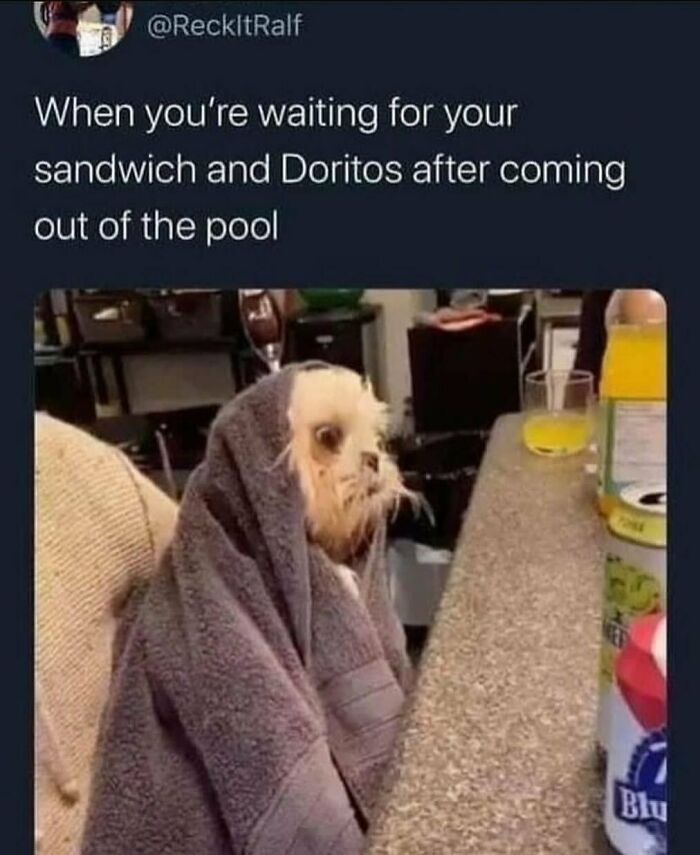 134 Funny And Adorable Animal Memes To Turn Your Day Around