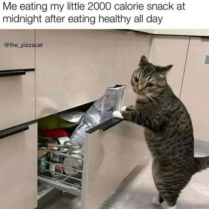 134 Funny And Adorable Animal Memes To Turn Your Day Around