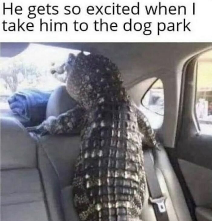 134 Funny And Adorable Animal Memes To Turn Your Day Around