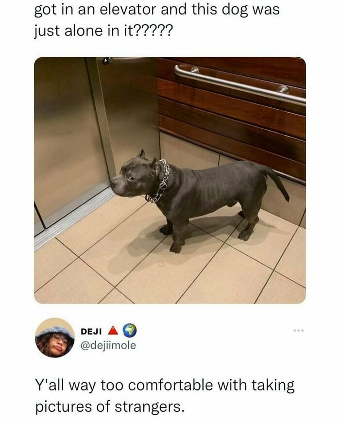 134 Funny And Adorable Animal Memes To Turn Your Day Around