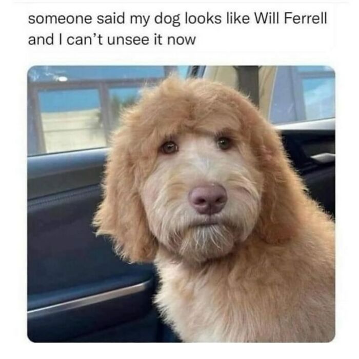 134 Funny And Adorable Animal Memes To Turn Your Day Around