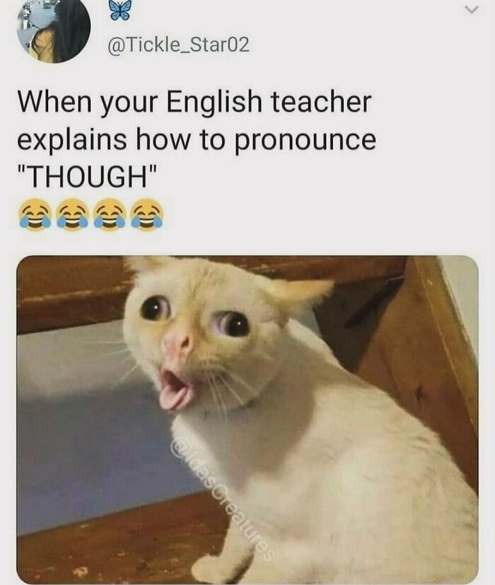 134 Funny And Adorable Animal Memes To Turn Your Day Around
