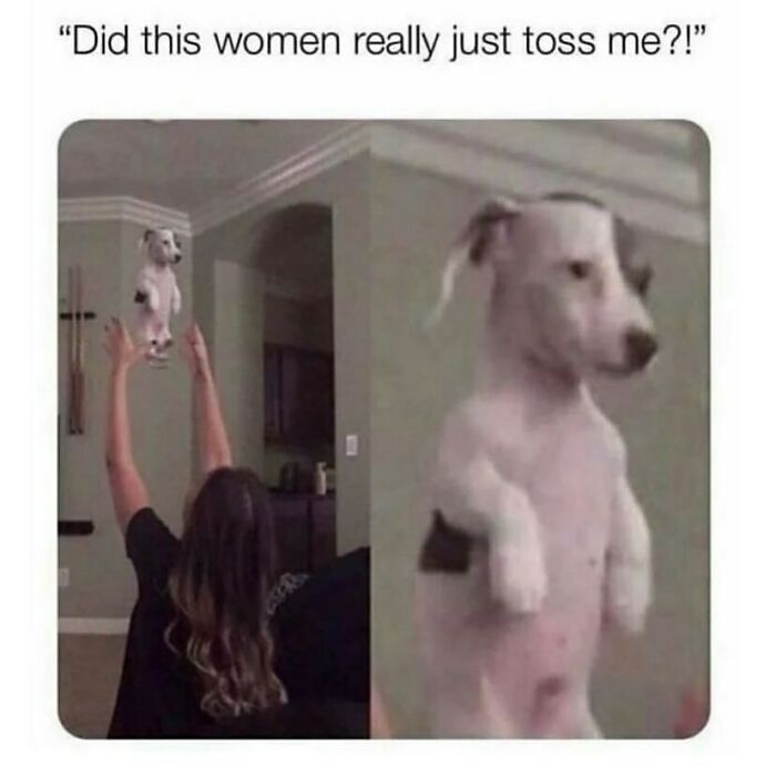 134 Funny And Adorable Animal Memes To Turn Your Day Around