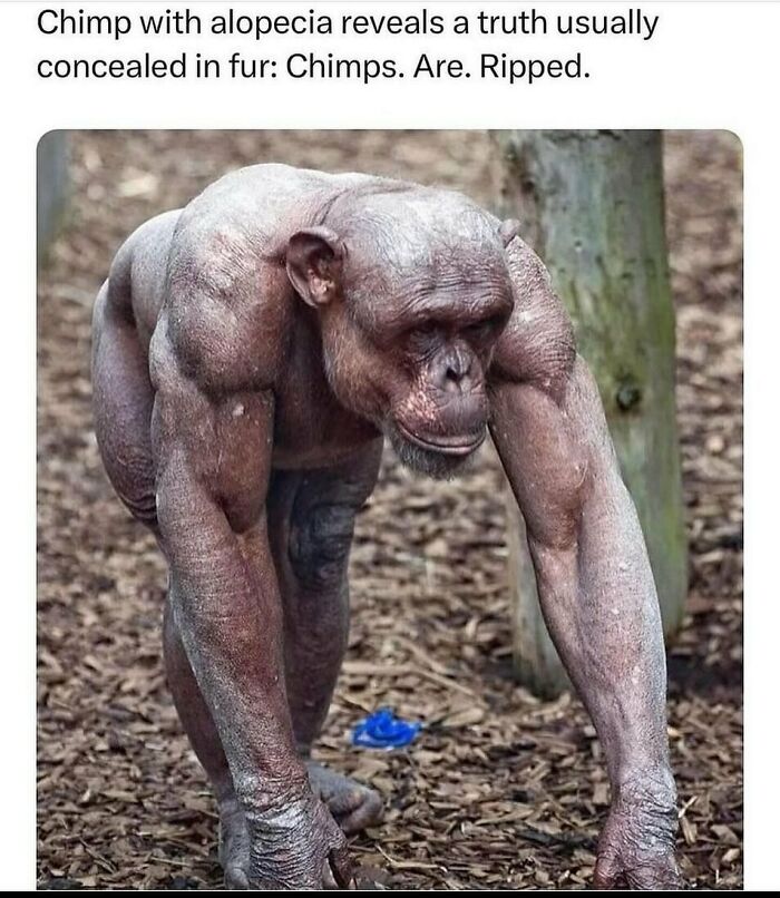 134 Funny And Adorable Animal Memes To Turn Your Day Around
