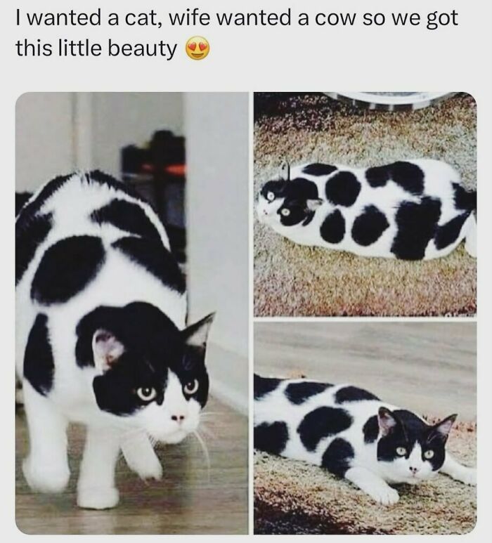 134 Funny And Adorable Animal Memes To Turn Your Day Around