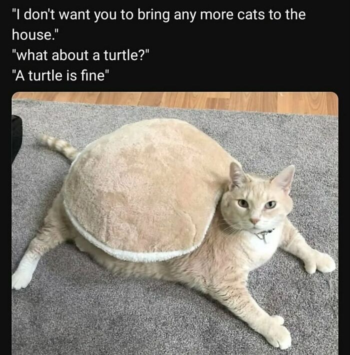 134 Funny And Adorable Animal Memes To Turn Your Day Around