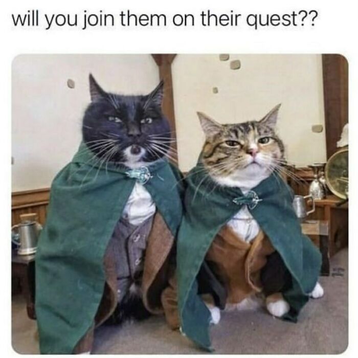134 Funny And Adorable Animal Memes To Turn Your Day Around