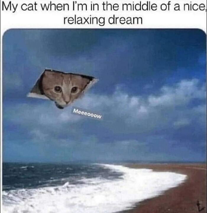 134 Funny And Adorable Animal Memes To Turn Your Day Around